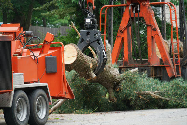 Best Storm Damage Tree Cleanup  in USA